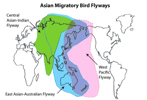 Map of Asian Migratory Bird Flyways