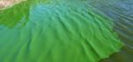 Bloom of cyanobacteria in a freshwater pond. This accumulation in one corner of the pond was caused by wind drift. It looked as if someone had dumped a bucket of color into the water.