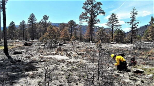 A U.S. Forest Service Burned Area Emergency Response soil scientist evaluates soil burn severity.