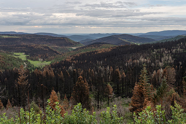 Looking south from NM518 towards burn scars from the Calf Canyon/Hermits Peak Fire.