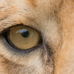 A close up of a lion's eye