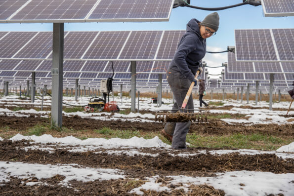 Liza McConnell, a solar research farm manager with Sprout City Farms, spreads straw to protect garden beds at Jack’s Solar Garden