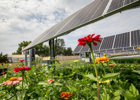 Flowers grow along some rows at Jack's Solar Garden in Longmont, Colorado to attract pollinators like honey bees, bumblebees and butterflies.