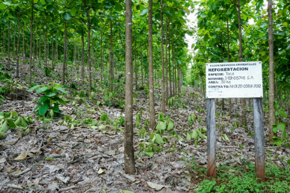 Photo of land in In Costa Rica that previously served as a cattle ranch, but was restored with teak, making the landowner eligible for payment for ecosystem services. Sign in the photo says "Pagos servicios ambientales REFORESTATION."