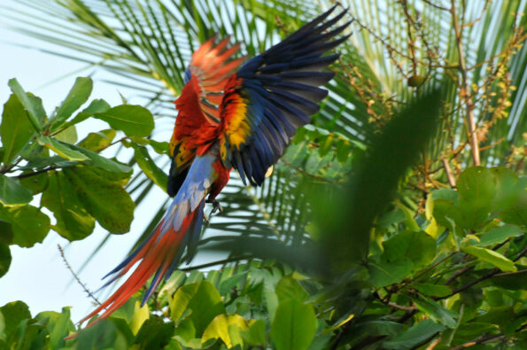 Photo of a Scarlet macaw in the Osa Peninsula in Costa Rica