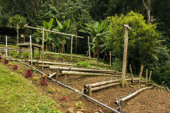 Photo of La Castañuela, a small cattle, coffee, and fruit farm, is located near a national park in Colombia, the Parque Nacional Natural Farallones de Cali, where the farmer has begun a project to restore degraded land on his estate by planting trees and conserving remnant forest. Photo shows a teared farming system on a hill with forest behind it.