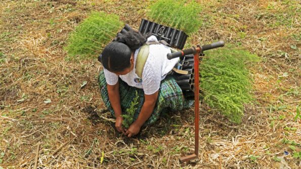 Woman planting trees in Guatemala. It shows her planting a sapling with dozens of other saplings strapped to her back in planters.