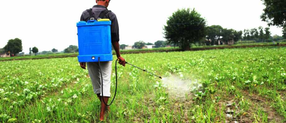 Young farmer of Indian ethnicity spraying pesticide on cauliflower crop.