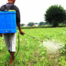 Global pesticide use is on the rise
