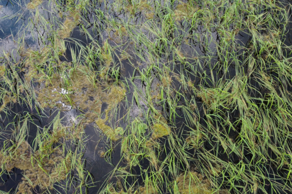 Manoomin, or wild rice, an aquatic grass that thrives in shallow waters, is seen here just past its floating leaf stage in Ogechie Lake, Kathio Township, Minnesota