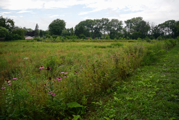 Photo of a stormwater storage basin with green plants and flowers. Trees in the background.