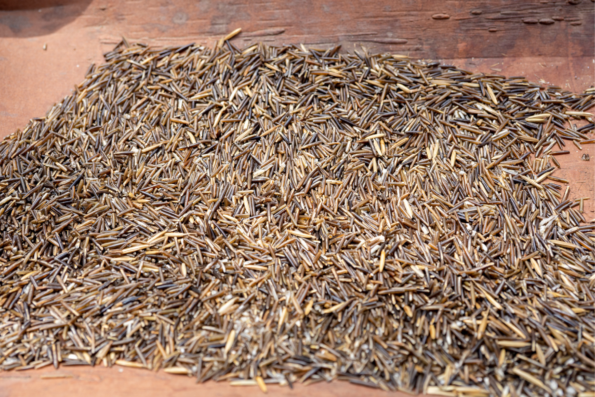 Grains of wild rice, which is called manoomin by the Ojibwe