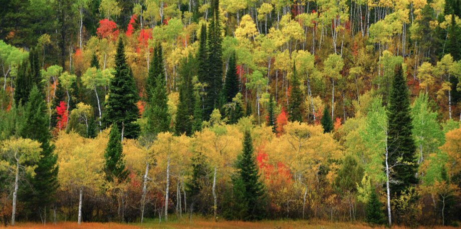 Forest of aspen birch and pine trees forrest wild wilderness mountains