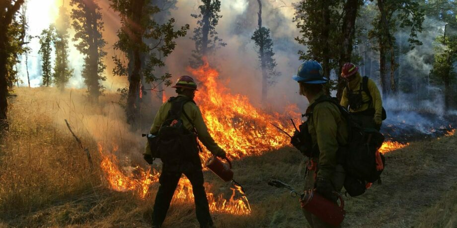 Photo shows three people working on a prescribed burn in the forest. One person is actively lighting a fire. The other two are watching.