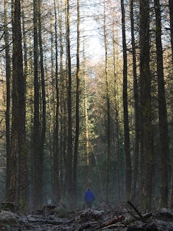 Person walking among towering Sitka spruce