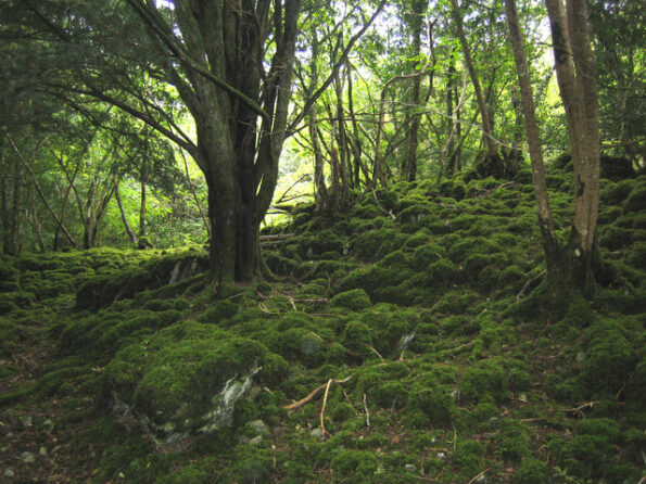 A photo of a yew forest in Killarney National Park