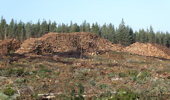 Former stands of Sitka Spruce are seen in timber stacks with the remnants of logging slash scattered across a tree plantation in County Clare, Ireland.