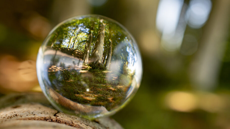 Water drop that looks sort of like a crystal ball sitting on top of a log with a forest visible through it.