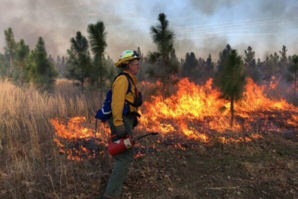 Image of forest worker monitoring a prescribed fire in a forest.
