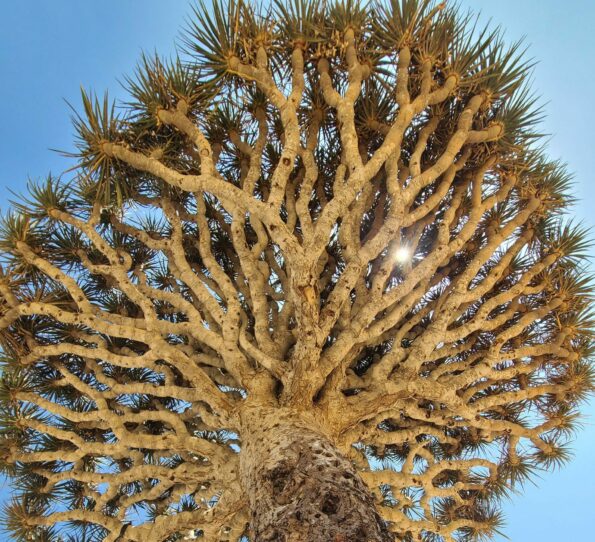 Image of the canopy of a dragon blood tree seen from below with sun shining through its branches.