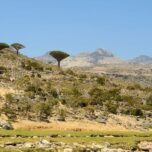 image of Dragon’s blood trees and other flora on Socotra with mountains in the background.