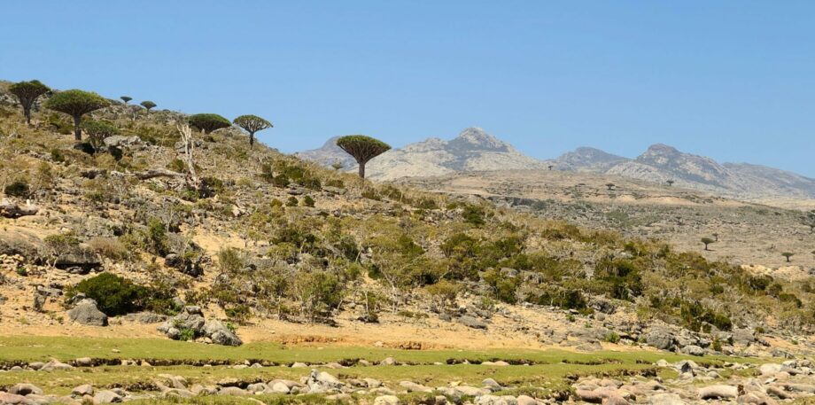image of Dragon’s blood trees and other flora on Socotra with mountains in the background.