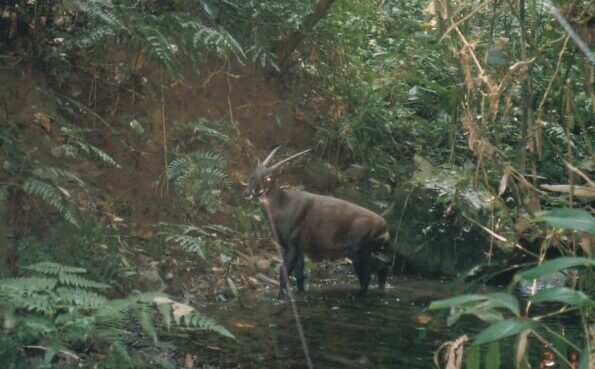 Saola caught on camera trap in 1999.