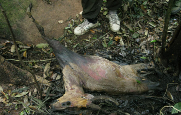 Globally endangered Large-antlered Muntjac dead in snare in saola habitat, central Laos