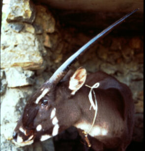 a female saola dubbed Martha that was briefly held in captivity before dying in 1996