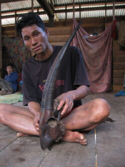 Image shows a villager holding a saola skull with horns in Bolikhamxay Province, Laos.