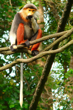 A red-shanked douc in Singapore Zoo