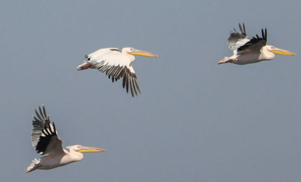 Great White Pelican at Nasser Lake